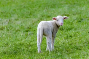 Lamb in a field preparing for Passover